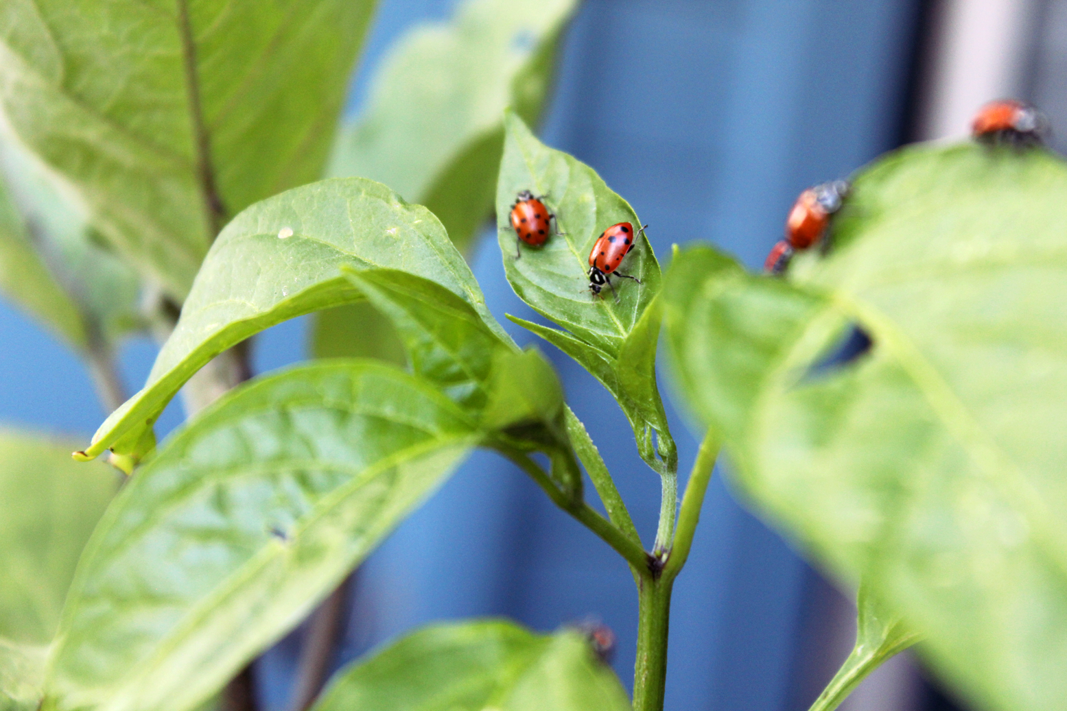 Houseplant Photos