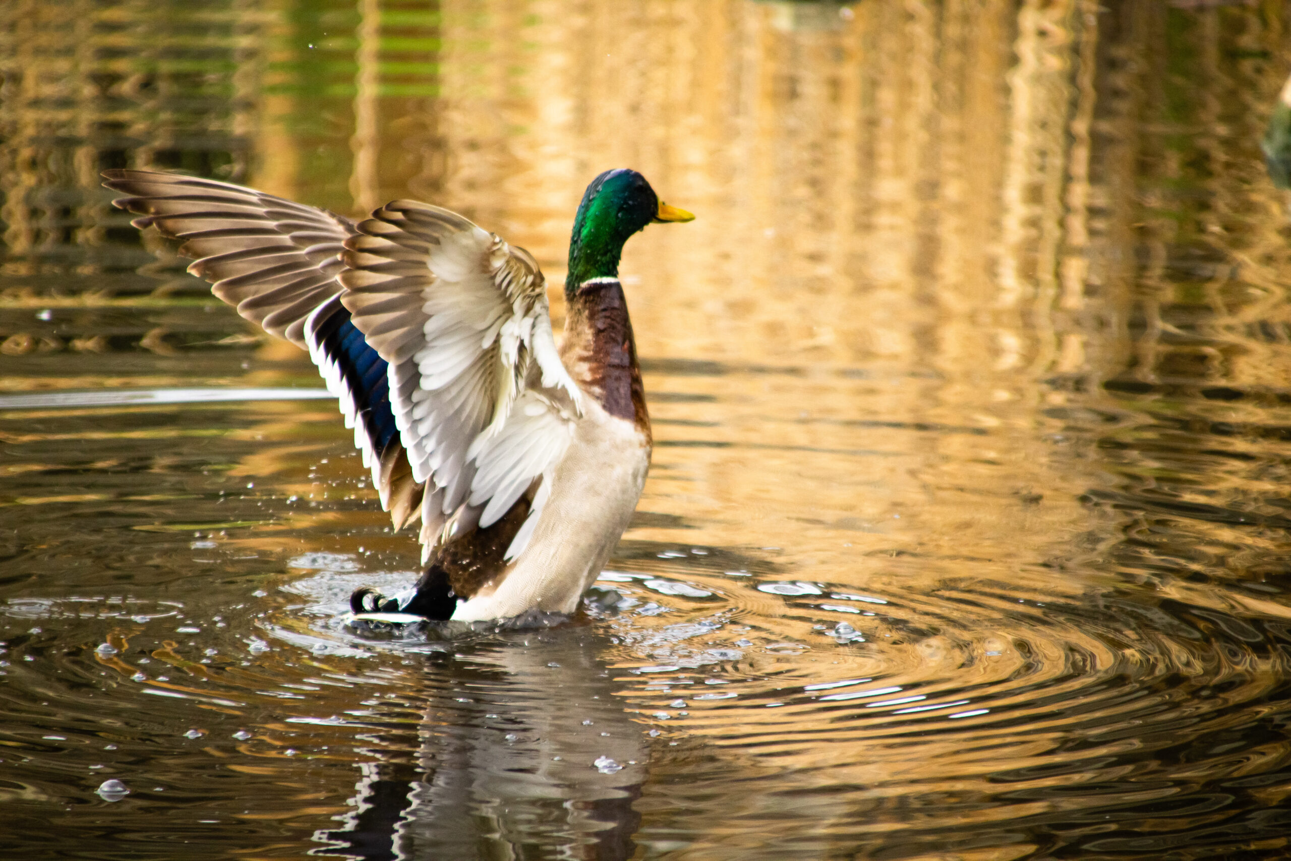 Wildlife by the Waterside